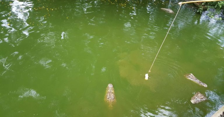 feeding alligator